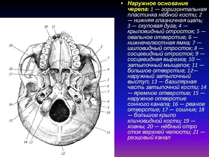 Наружное основание черепа: 1 — горизонтальная пластинка нёбной кости; 2