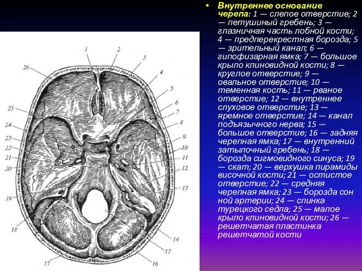 Внутреннее основание черепа: 1 — слепое отверстие; 2 — петушиный