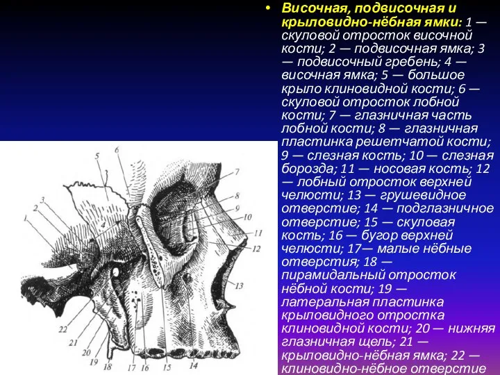 Височная, подвисочная и крыловидно-нёбная ямки: 1 — скуловой отросток височной