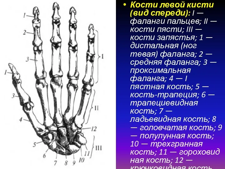 Кости левой кисти (вид спереди): I — фаланги пальцев; II