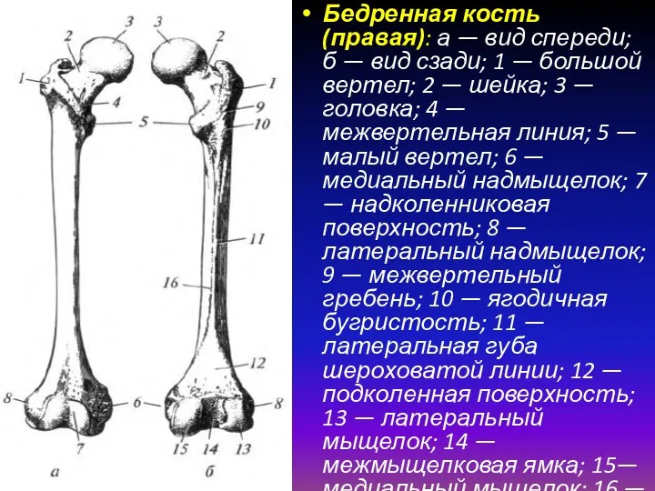 Бедренная кость (правая): а — вид спереди; б — вид