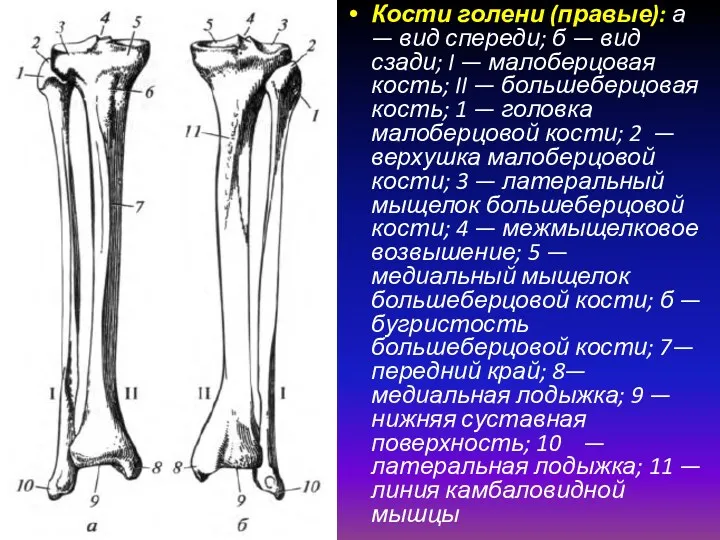 Кости голени (правые): а — вид спереди; б — вид