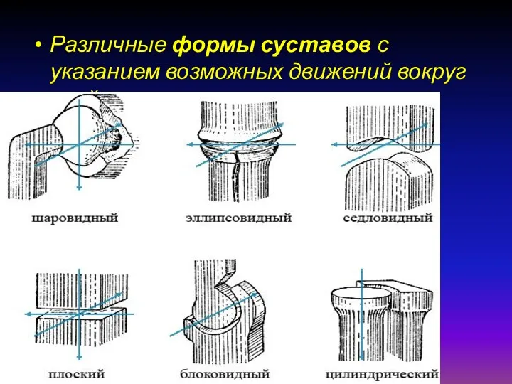 Различные формы суставов с указанием возможных движений вокруг осей