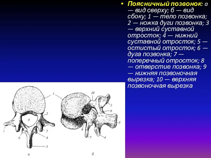 Поясничный позвонок: a — вид сверху; б — вид сбоку;