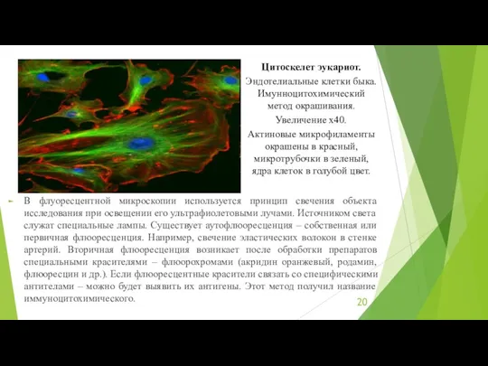 В флуоресцентной микроскопии используется принцип свечения объекта исследования при освещении его ультрафиолетовыми лучами.