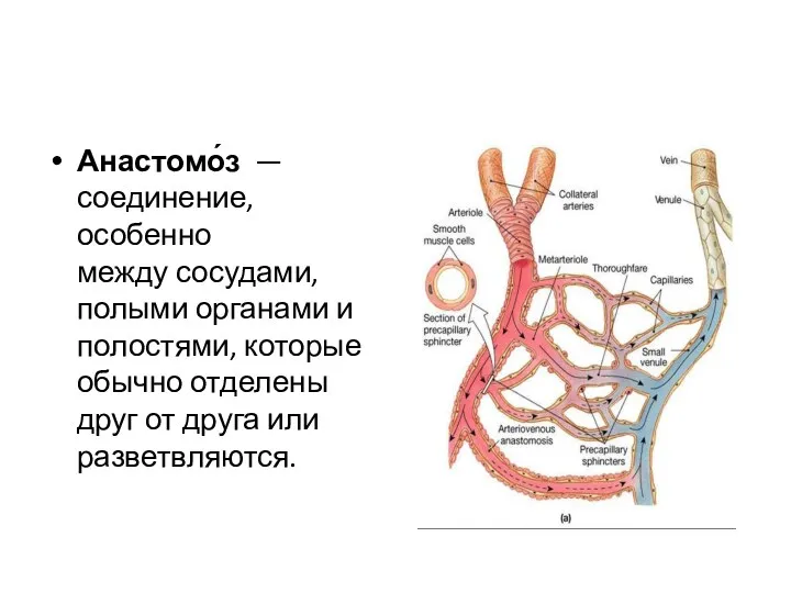 Анастомо́з — соединение, особенно между сосудами, полыми органами и полостями, которые обычно отделены
