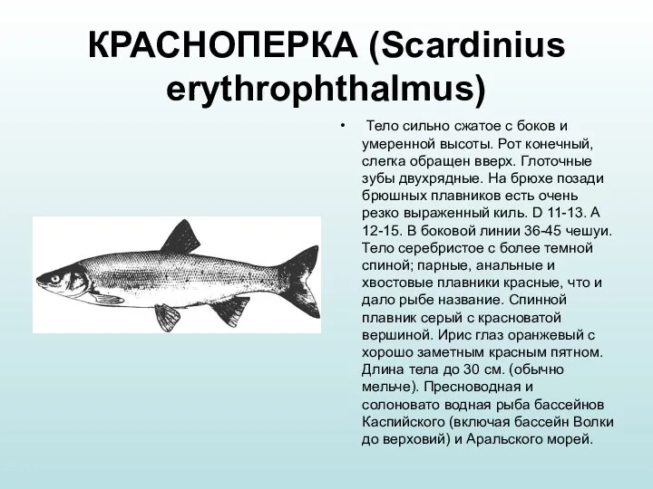 КРАСНОПЕРКА (Scardinius erythrophthalmus) Тело сильно сжатое с боков и умеренной