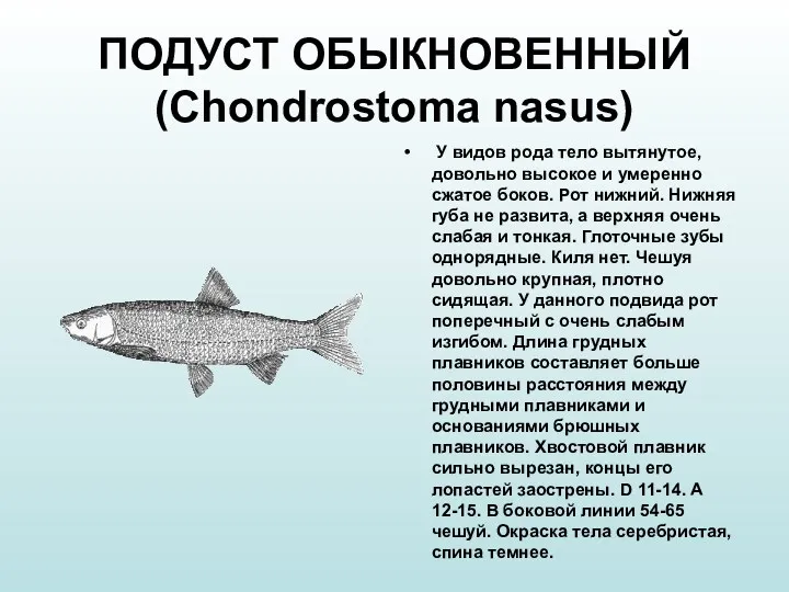 ПОДУСТ ОБЫКНОВЕННЫЙ (Chondrostoma nasus) У видов рода тело вытянутое, довольно