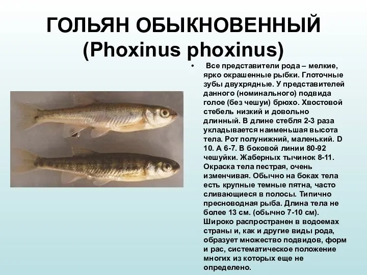 ГОЛЬЯН ОБЫКНОВЕННЫЙ (Phoxinus phoxinus) Все представители рода – мелкие, ярко