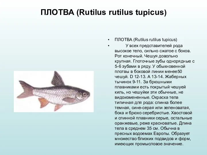 ПЛОТВА (Rutilus rutilus tupicus) ПЛОТВА (Rutilus rutilus tupicus) У всех
