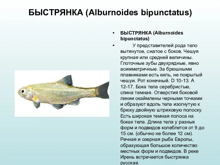 БЫСТРЯНКА (Alburnoides bipunctatus) БЫСТРЯНКА (Alburnoides bipunctatus) У представителей рода тело