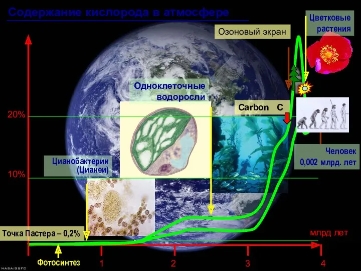 Содержание кислорода в атмосфере Carbon C Цианобактерии (Цианеи) Одноклеточные водоросли