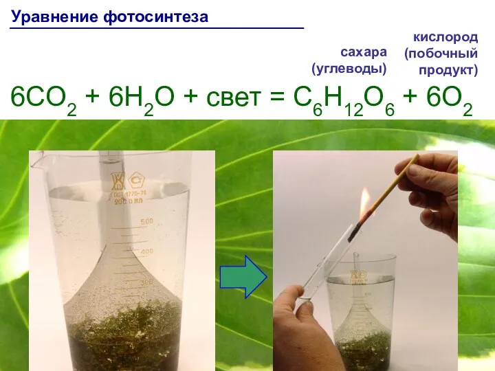 6CO2 + 6H2O + свет = C6H12O6 + 6O2 Уравнение фотосинтеза сахара (углеводы) кислород (побочный продукт)