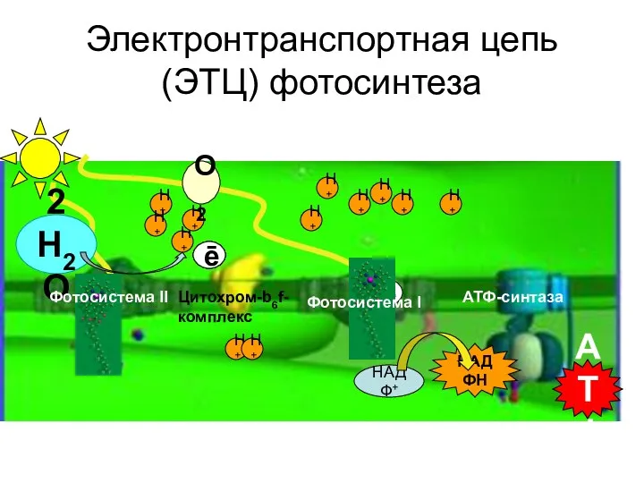 Электронтранспортная цепь (ЭТЦ) фотосинтеза ē ē Н+ Н+ Н+ НАДФ+ НАДФН АТФ 2Н2О