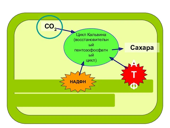 НАДФН АТФ Цикл Кальвина (восстановительный пентозофосфатный цикл) СО2 Сахара