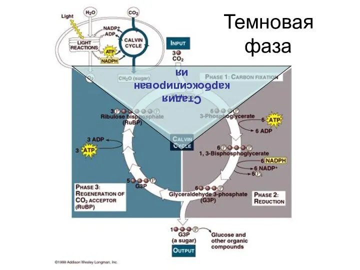 Темновая фаза Стадия карбоксилирования