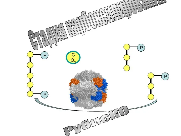 СО2 РубисКО Стадия карбоксилирования