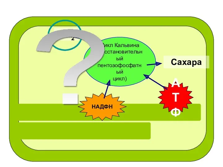НАДФН АТФ Цикл Кальвина (восстановительный пентозофосфатный цикл) СО2 ? Сахара