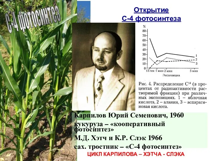 С-4 фотосинтез Карпилов Юрий Семенович, 1960 кукуруза – «кооперативный фотосинтез» М.Д. Хэтч и