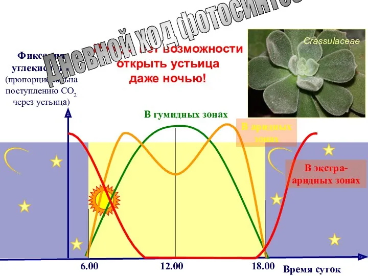 Crassulaceae Время суток Фиксация углекислоты (пропорциональна поступлению СО2 через устьица) 12.00 В аридных