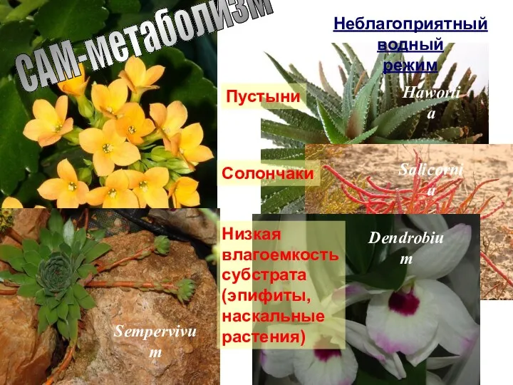 САМ-метаболизм Неблагоприятный водный режим Пустыни Salicornia Hawortia Dendrobium Солончаки Низкая влагоемкость субстрата (эпифиты, наскальные растения) Sempervivum