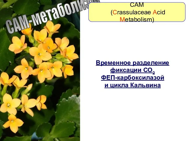САМ-метаболизм САМ (Сrassulaceae Acid Metabolism) Временное разделение фиксации СО2 ФЕП-карбоксилазой и цикла Кальвина