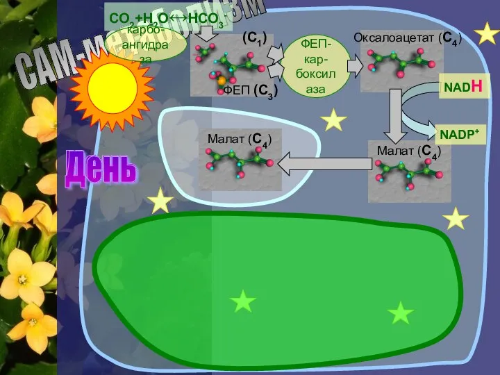 САМ-метаболизм СО2+Н2О↔НСО3- Ночь ФЕП-кар- боксилаза Оксалоацетат (С4) ФЕП (С3) (С1) Малат (С4) NADP+