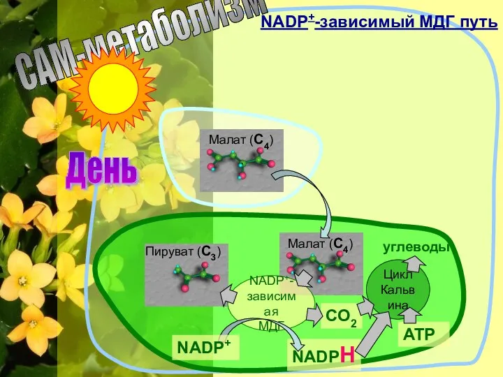 NADP+- зависимая МДГ Малат (С4) Пируват (С3) СО2 NADPH NADP+