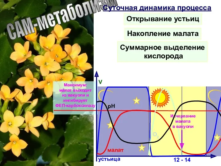 САМ-метаболизм Суточная динамика процесса Накопление малата Суммарное выделение кислорода Открывание устьиц 12 -