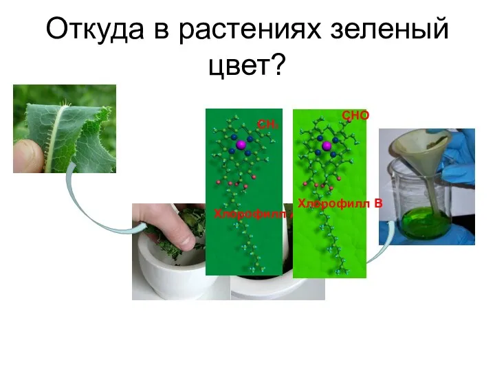 Откуда в растениях зеленый цвет?