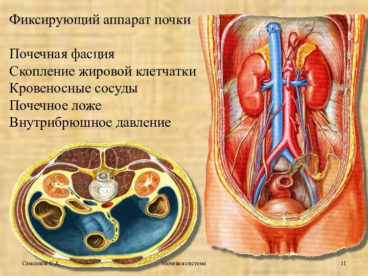 Фиксирующий аппарат почки Почечная фасция Скопление жировой клетчатки Кровеносные сосуды