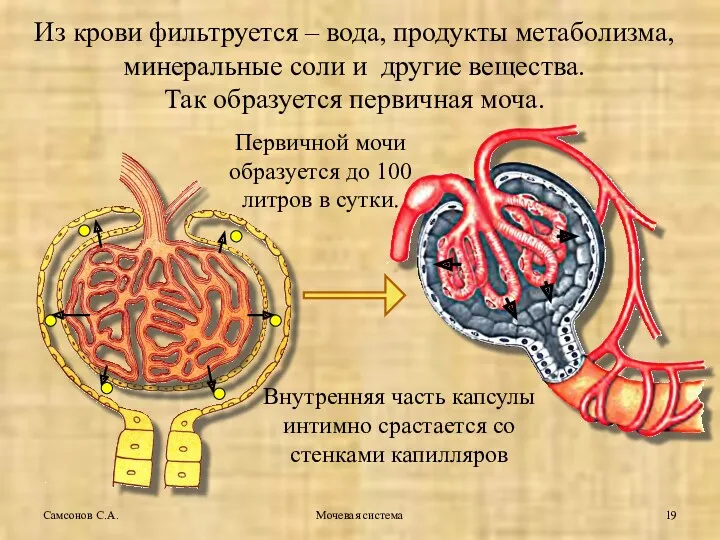 Мочевая система Из крови фильтруется – вода, продукты метаболизма, минеральные