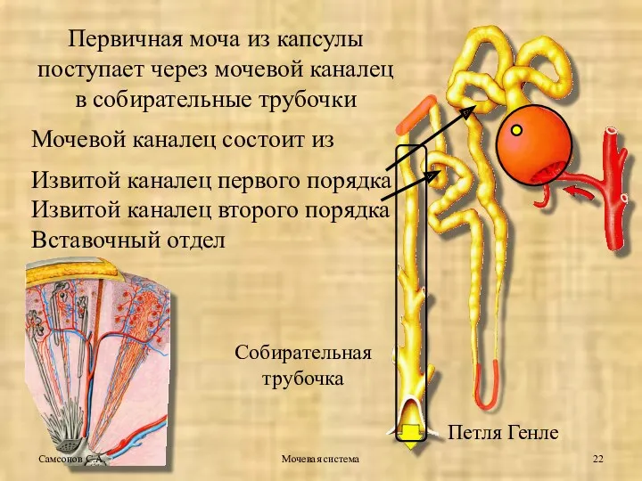 Мочевая система Первичная моча из капсулы поступает через мочевой каналец