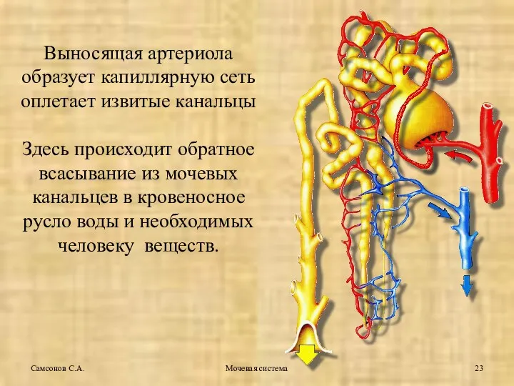 Мочевая система Выносящая артериола образует капиллярную сеть оплетает извитые канальцы