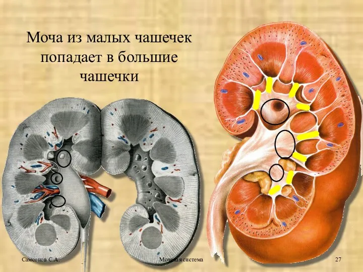 Мочевая система Самсонов С.А. Моча из малых чашечек попадает в большие чашечки