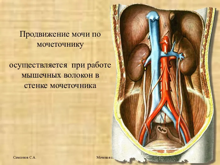 Мочевая система Самсонов С.А. Продвижение мочи по мочеточнику осуществляется при работе мышечных волокон в стенке мочеточника