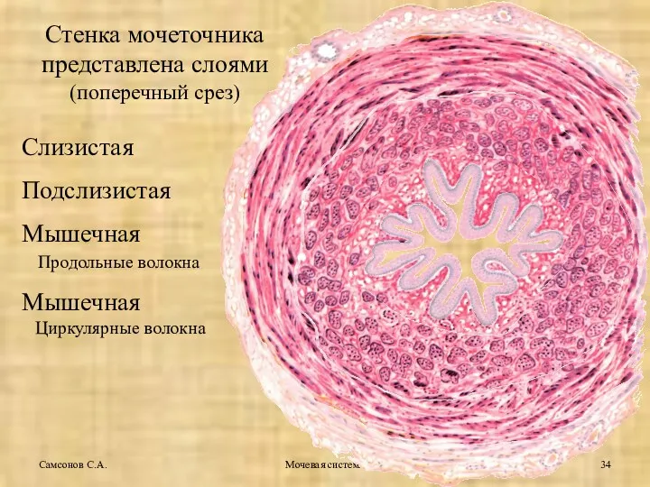 Мочевая система Самсонов С.А. Стенка мочеточника представлена слоями (поперечный срез)