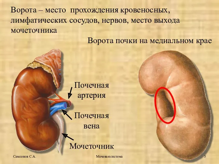 Ворота – место прохождения кровеносных, лимфатических сосудов, нервов, место выхода