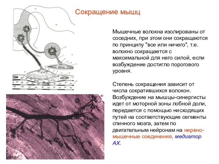 Сокращение мышц Мышечные волокна изолированы от соседних, при этом они