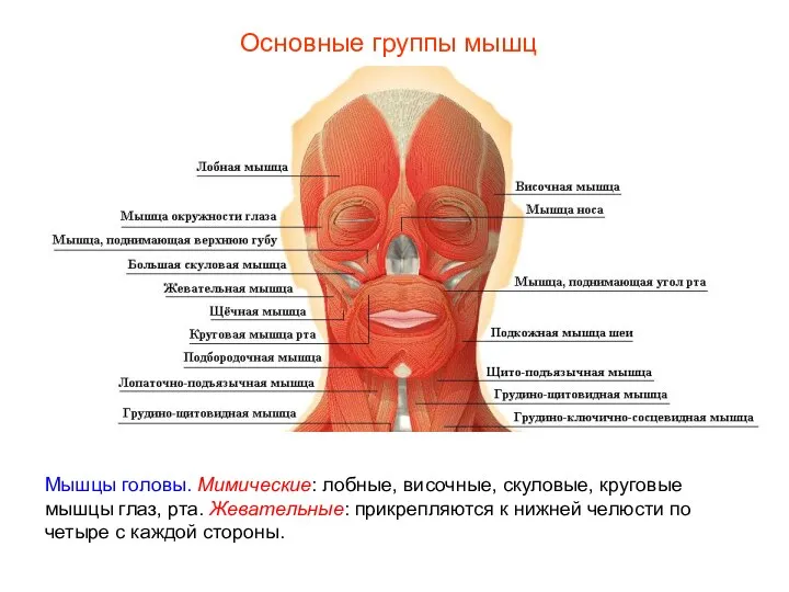 Основные группы мышц Мышцы головы. Мимические: лобные, височные, скуловые, круговые