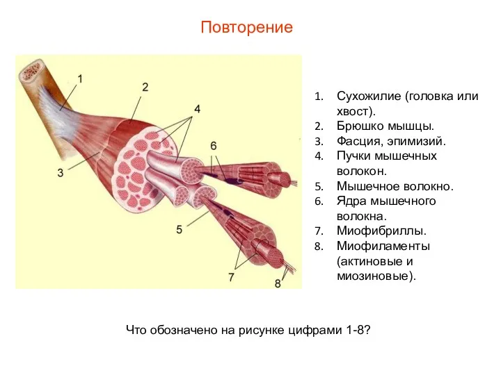 Повторение Что обозначено на рисунке цифрами 1-8? Сухожилие (головка или