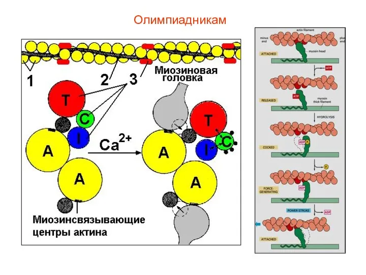 Олимпиадникам