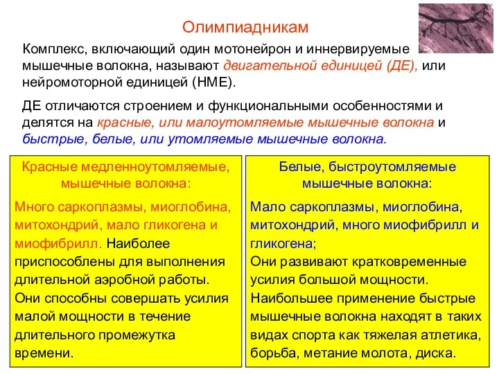 Комплекс, включающий один мотонейрон и иннервируемые мышечные волокна, называют двигательной