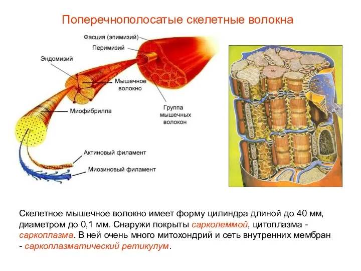Поперечнополосатые скелетные волокна Скелетное мышечное волокно имеет форму цилиндра длиной