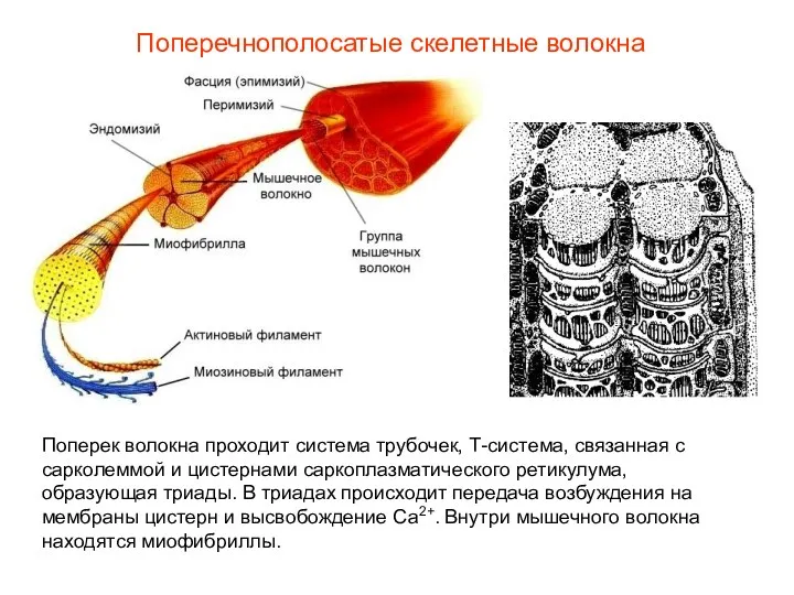 Поперечнополосатые скелетные волокна Поперек волокна проходит система трубочек, Т-система, связанная