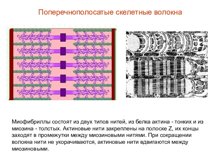 Поперечнополосатые скелетные волокна Миофибриллы состоят из двух типов нитей, из