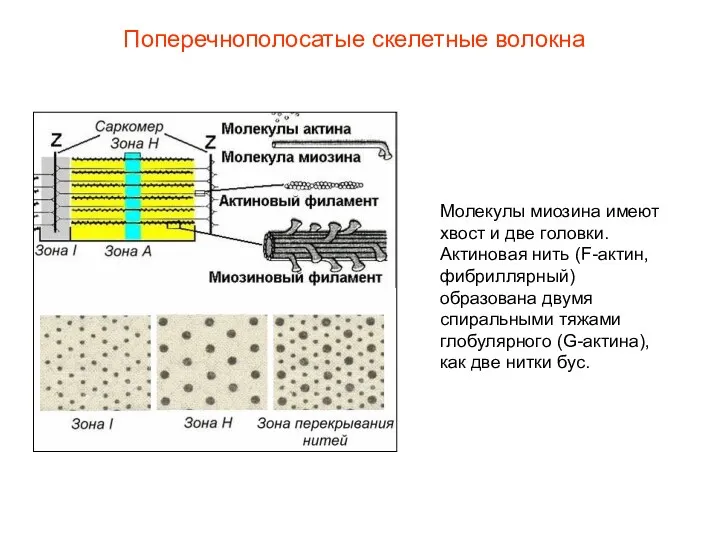 Поперечнополосатые скелетные волокна Молекулы миозина имеют хвост и две головки.