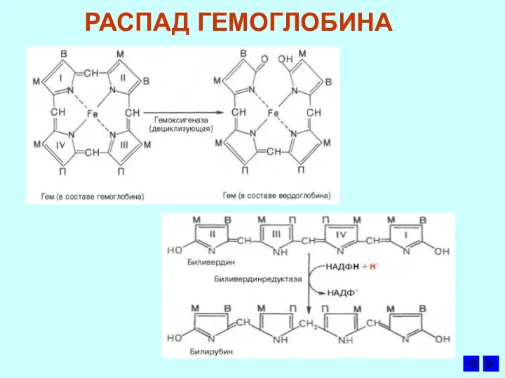 РАСПАД ГЕМОГЛОБИНА