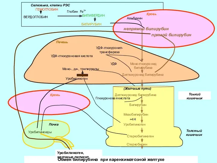 Обмен билирубина при паренхиматозной желтухе