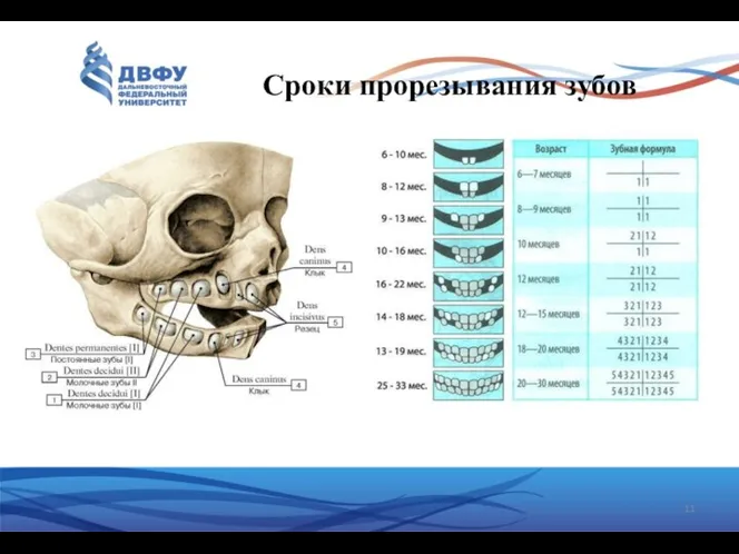 Сроки прорезывания зубов